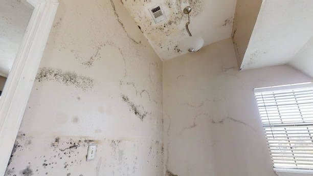Environmental Consulting for Mold Prevention in Milton, NY