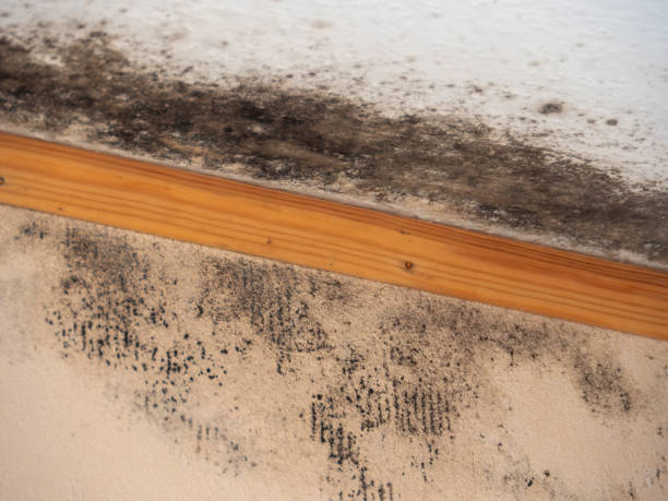  Milton, NY Mold Removal Pros